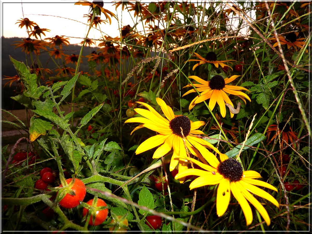 rudbeckiatomate