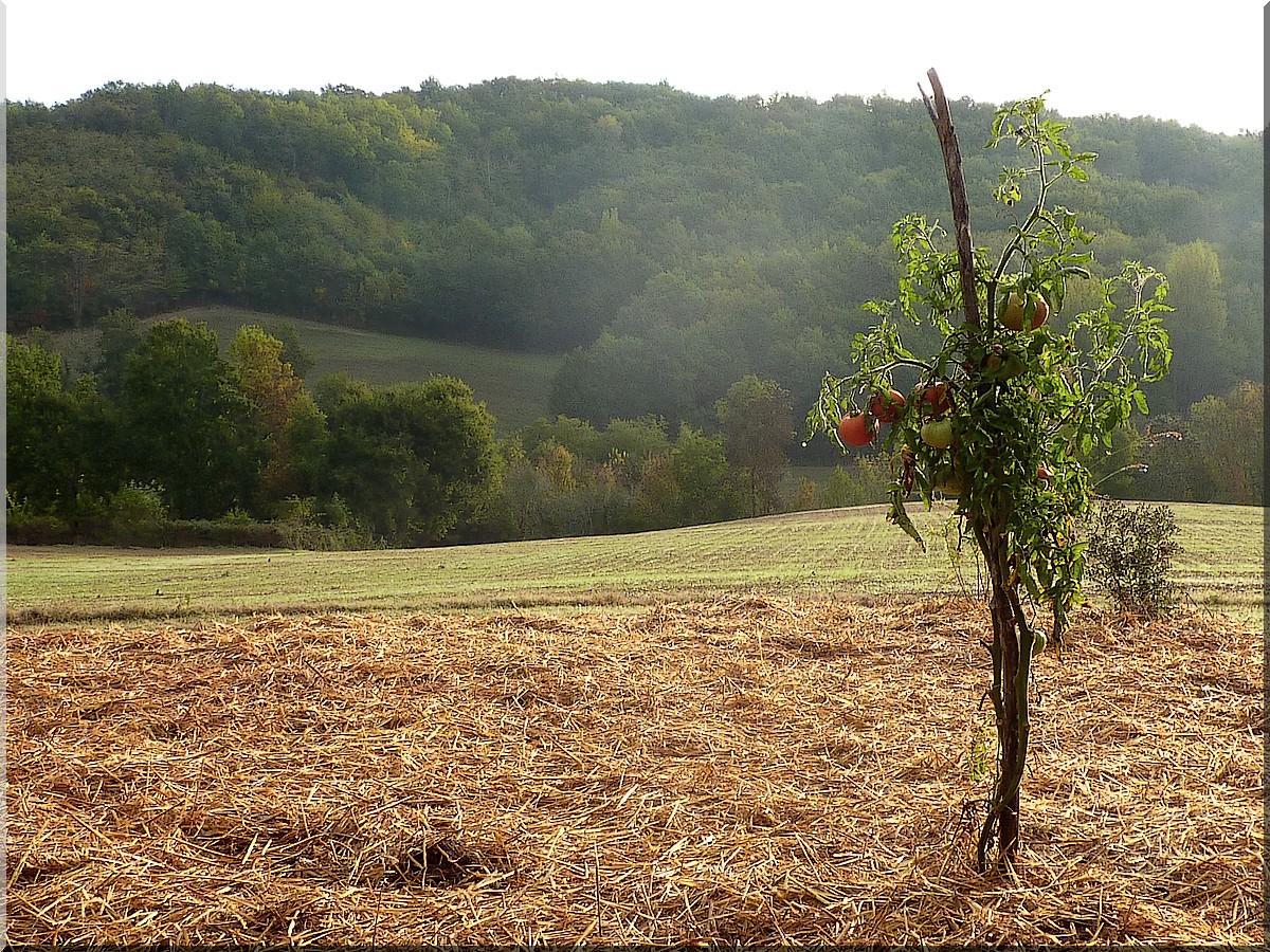 pailletomates