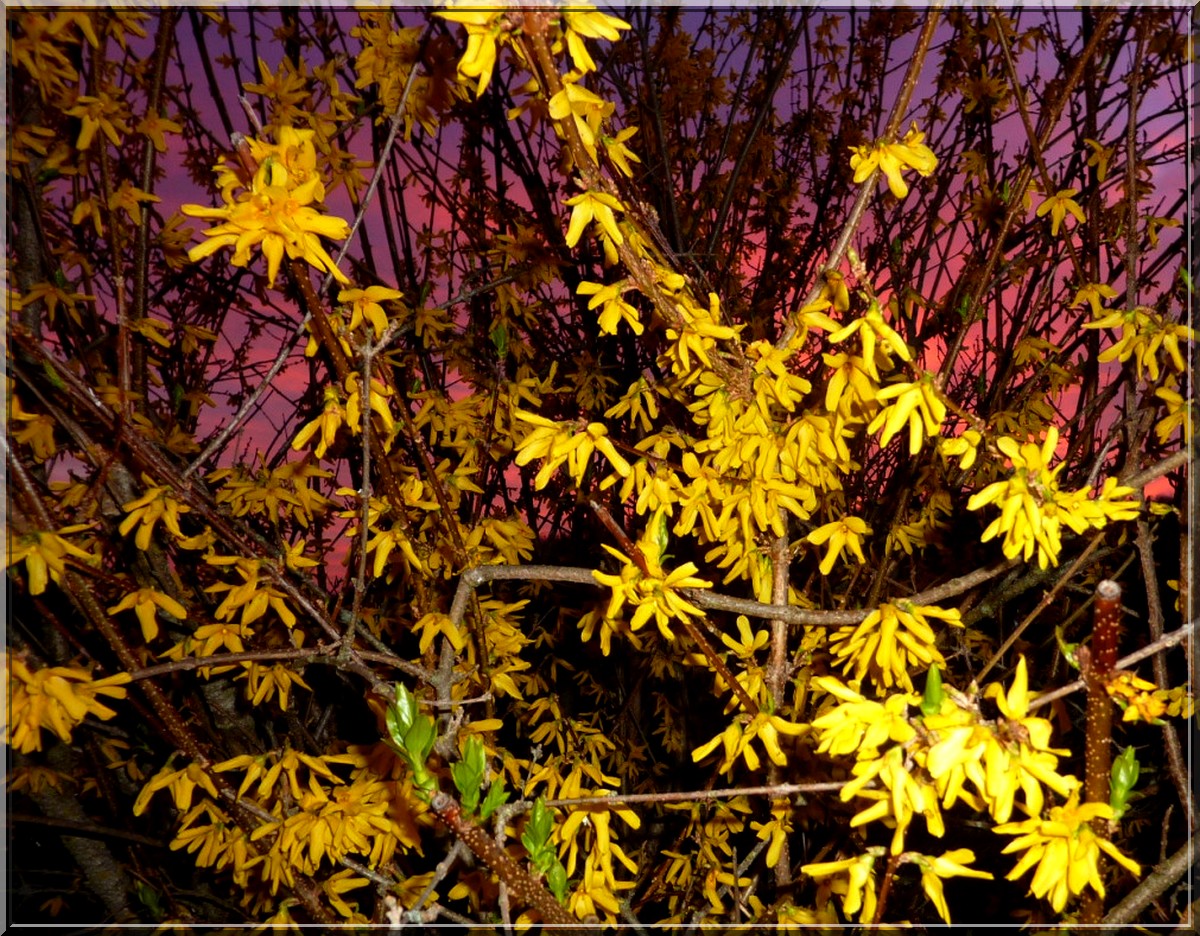 leversoleilsurforsythia