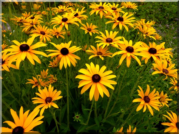 rudbekias2013