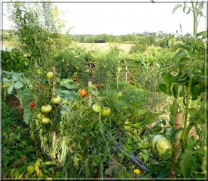 potager americo 1