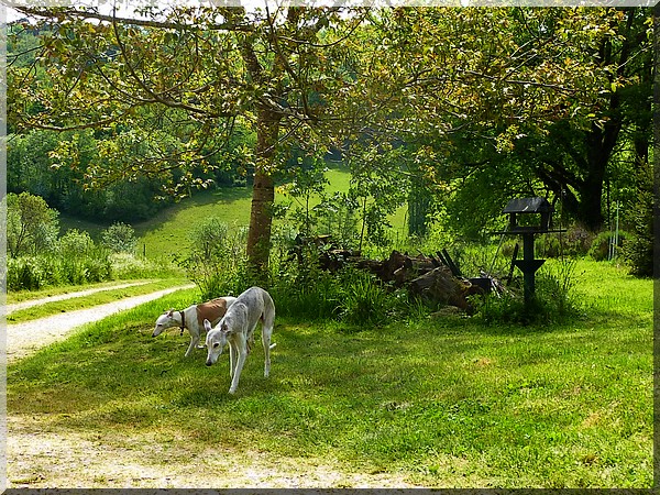 Vanille (femelle whippet blanche et crème) et Tango (mâle whippet bringé gris et blanc), le 7 mai 2016