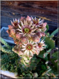 Petit bouquet de la paix et de l'amour