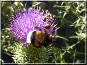 A trois sur une fleur