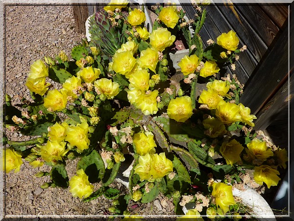 Cactus en fleurs, 20 juin 2016