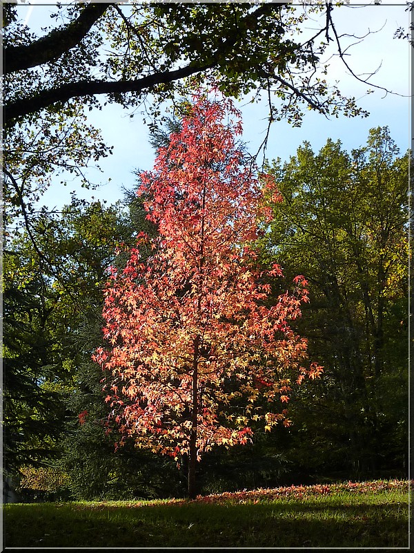 L'arbre rouge (12.11.2016)