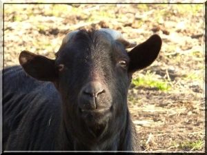 Marco le bouc