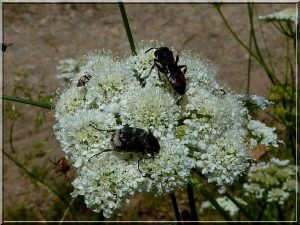 Quatre insectes sur une même fleur