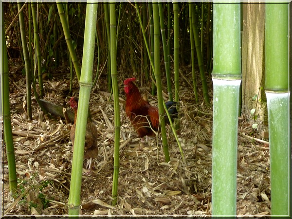 Le coq et la poule d'ornement