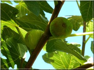 Figues fraîches du jardin !