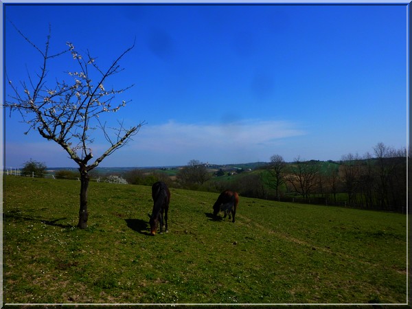 Chevaux, le 31032020